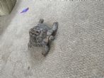 Hermanns : Adult Male age unknown (Sheldon)